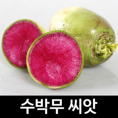 수박무 씨앗 채소씨앗 과일무 종자 김장 무씨 100알, 1개