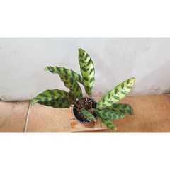 칼라데아 인시그니스 공기정화 관엽식물-소품묘목 높이:30cm/너비:10cm