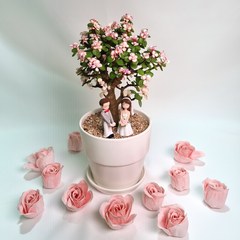 사랑무 핑크아악무 다육이 실내공기정화식물 은행목 식물만 & 화분 set - 개업선물 집들이 생일 인테리어, 1. 이태리토분(아레나-받침별도구매)