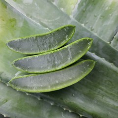 거제알로에팜 유기농 알로에베라겔 생잎 식용 생알로에 3kg, 알로에베라겔 생잎 3kg, 1개