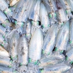 동해안 급냉 무늬오징어 흰오징어 흰꼴뚜기, 1박스, 무늬오징어_1kg(3~5미)