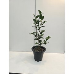식물공장 블랙로즈 동백나무 중대품 야생화노지월동 60-80cm 149, 1개