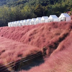 꽃객프로젝트 핑크뮬리 씨앗 1g (600립), 1개