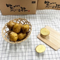 감자 강원도감자 두백감자 알감자 감자3kg 감자5kg, 2L 왕특 3kg, 1개