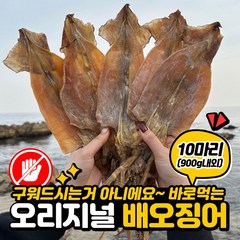 굽지않고 바로먹는 오리지널 배오징어 10미 (900g내외) 마른오징어