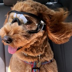 투명 강아지 고글 선글라스 안경 중형 대형, 중|대형고글