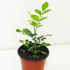 앙플랜트 생화 오렌지자스민 꽃나무 실내 공기정화식물 소형, 1개, 혼합색상