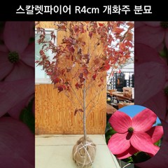 미꽃산딸나무 스칼렛파이어 R4cm 개화주 분묘 정원수 조경수 묘목 화분, 1개