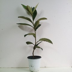 그린피아 비파나무 3년생, 1개, 1개
