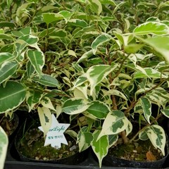 장미농원 공기정화식물 관엽 미세먼지 제거 화분 40-50종, 1개, 별빛벤자민