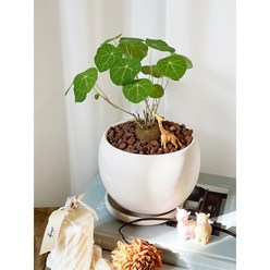 둥근 잎맥이 매력적인 희귀식물 스테파니아 세파란타, 식물만구매(플라스틱포트)