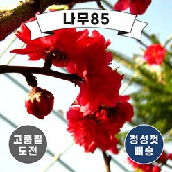 (나무85) 꽃복숭아 홍도화 R3, 1개