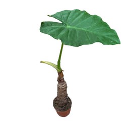 대성식물 실내 공기정화식물, 1개, 알로카시아 오도라(10cm)