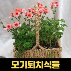랜디제라늄 꽃 화분 생화 오렌지렌디 여름 가을 꽃 모기퇴치식물, 1개