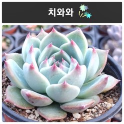 "실제로 보면 더더 예쁜 다육", 31번-치와와, 1개