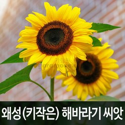 왜성 해바라기 씨앗 해바라기씨앗 sunflower 30알, 1개