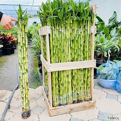 청년농부 수경식물 개운죽 1세트 (10주) 공기정화 가습기 식물 70cm, 10개