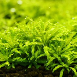 [착한수초] 전경수초 쭈구리 헬프리 7뿌리 달팽이 없는 초보수초 입문자수초 쉬운수초 어항 수조 레이아웃