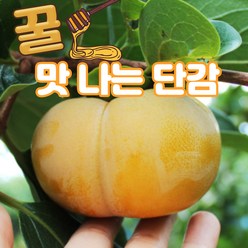 골진 단감 꿀 차량단감 햇 단감 감 10kg 5kg, 차량 단감/중과 2kg, 1개