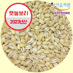 [2023년] 23년 햇보리 100% 국내산 보리밥 보리쌀 늘보리 5kg, 1개