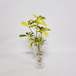 수경식물 프렌즈 컬러 홍콩야자(s) 2022 새 상품 수경재배식물, 1개