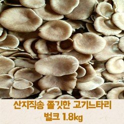 [국내산] 산지직송 고기느타리 산타리 벌크1박스 1.8kg 대용량 느타리버섯 고기버섯 식감 친환경