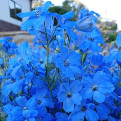 델피늄 치어블루(종자 꽃씨앗 / 10립)Delphinium Cheer Blue, 1개