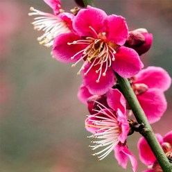 같이가치농원 매화나무 진분홍꽃 홍매화 (설중매) 접목1년특묘, 1개