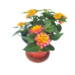 난타나 (소품) 허브식물 예쁜꽃 인테리어 실내화분 공기정화식물, 1개
