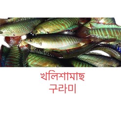 S.N. FOOD FROZEN KHOLISHA(냉동구라미)방글라데시/베트남 생선500G, 500G, 1개