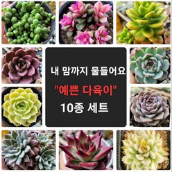 [별난다육] 내 마음까지 물들어요 다육이 10종, 11번 - 다육10종 모두(할인 +선물까지)