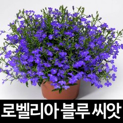 블루 로벨리아 씨앗 꽃씨 꽃 종자 lobelia seed 100알, 1개