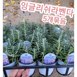 잉글리쉬라벤다 5개묶음/고객님들의 큰성원 보답으로 대폭 할인행사중^^, 5개