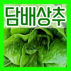 통배추씨앗 300립 통배추씨 김장배추 종자파종, 1개