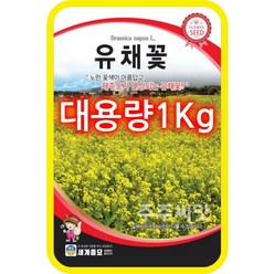 유채꽃 씨앗 1kg / 유채 노지월동 꽃씨 종자, 1개