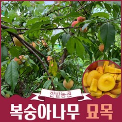 복숭아나무 묘목 결실주 3-4년생 백도 황도 천도(신비) 유실수 과일나무키우기 재배 수확, 황도 3년생, 1개