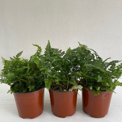 후마타고사리 3개묶음 실내공기정화식물 반려식물 플랜테리어 온누리꽃농원, 3개