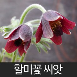 할미꽃 씨앗 꽃씨 꽃 종자 야생화 야생꽃 씨 50알, 1개