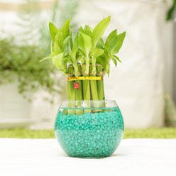 그린테라피 미니 푸딩 개운죽 행운목공기정화식물 미세먼지, 초록