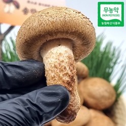 송화고버섯