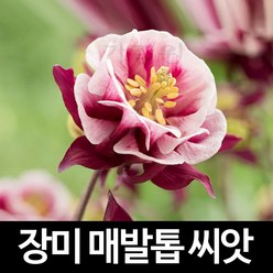 장미 매발톱 씨앗 아킬레기아 꽃씨 야생화 종자 10알, 1개