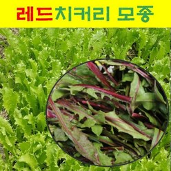 채소모종/ (레드치커리) 모종 20개 MJ06