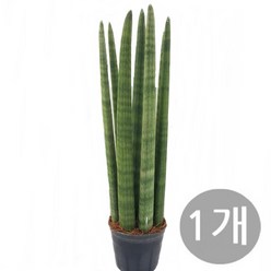 트리앤 1+1 스투키/ 본쉘 스투키 공기정화 식물, 11. 일자형 40cm 7촉 1개