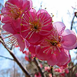 설중매 매화나무 묘목 3년생 꽃나무키우기 정원수