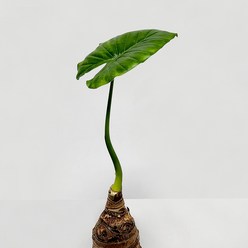알로카시아 오도라 소품 공기정화식물 천연가습기 관엽식물 몸통알로카시아, 소형 1개