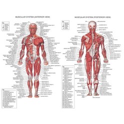 인체 해부 모형 트렌드 근육 시스템 포스터 실크 해부학 차트 학교 의료 과학 교육 용품 홈 데코, 한개옵션0