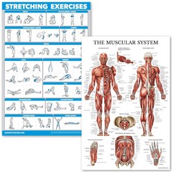 스트레칭 운동 근력 시스템 해부학 포스터 세트 (2개)