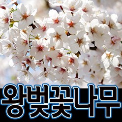 순희농장 왕벚나무 벚나무묘목 벗나무포트, 왕벚포트또는분(1m전후), 1개