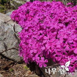 [나무인] 꽃잔디 포트묘 진분홍 100개