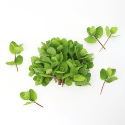 유기농 애플민트 생잎 작은 잎/긴 데코용, 10g